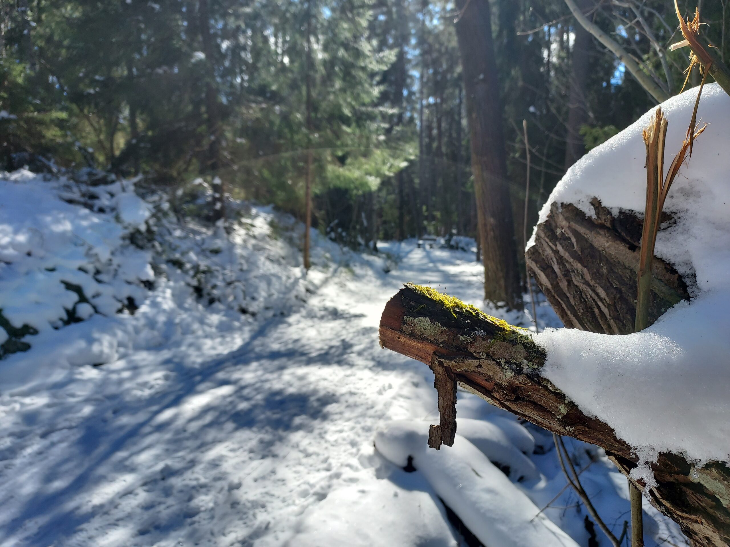 Feeling stuck in life, symbolized by a tree trunk covered in snow, for Hamster Wheel Exit blog.