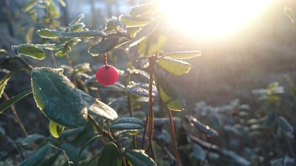 A lingon berry in the winter, symbolizing how one build mental endurance through exposure and repetition.