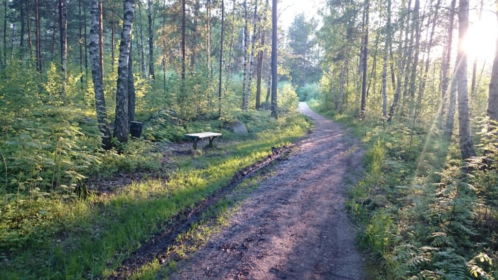 Escape feels like freedom — sunlight through a forest path symbolizing a new path beyond the hamster wheel