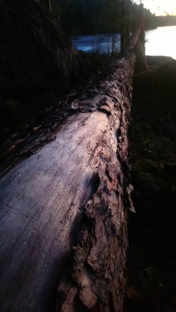 Fallen tree trunk leading toward light over a lake, symbolizing building income streams over time.