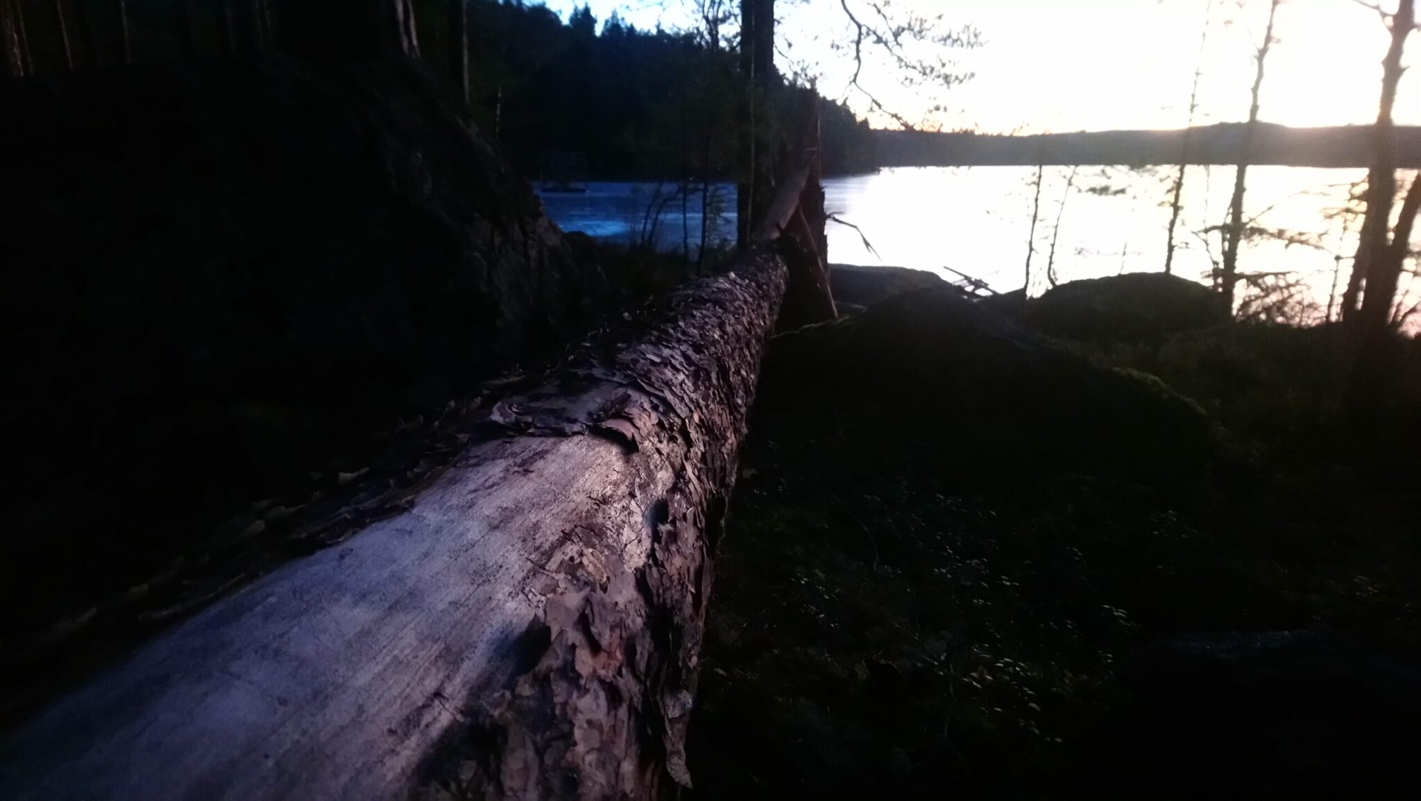 Fallen tree trunk leading toward light over a lake, symbolizing building income streams over time.