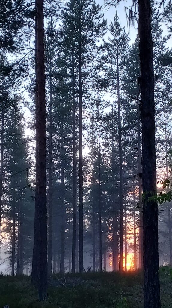 forest in sunset, illustrating feeling behind in life