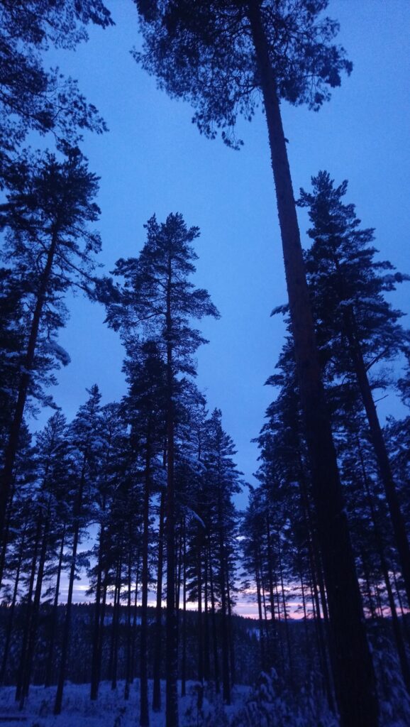 dark forest with tall trees at sunset, symbolizing building a passive income system over time