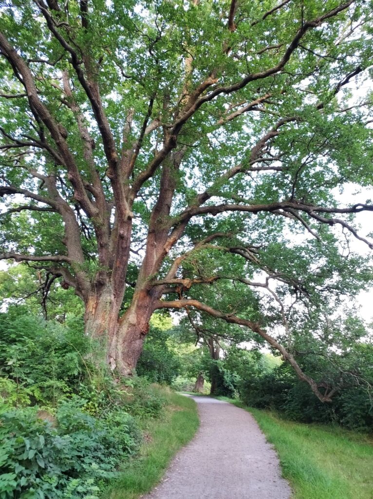 Large oak tree beside a quiet path, reflecting how consistency builds the builder over time